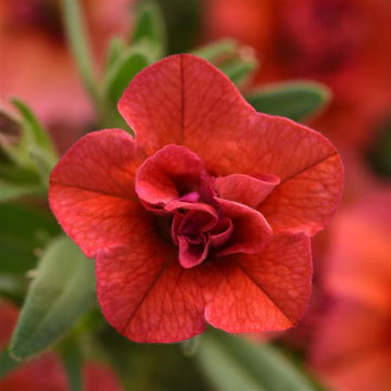 Calibrachoa MiniFamous Uno 'Double Orange'  – Million Bells
