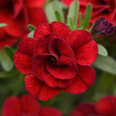 Calibrachoa MiniFamous Uno 'Double Red' – Million Bells