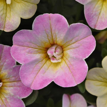 Calibrachoa MiniFamous Uno 'Pink Radiance' – Million Bells