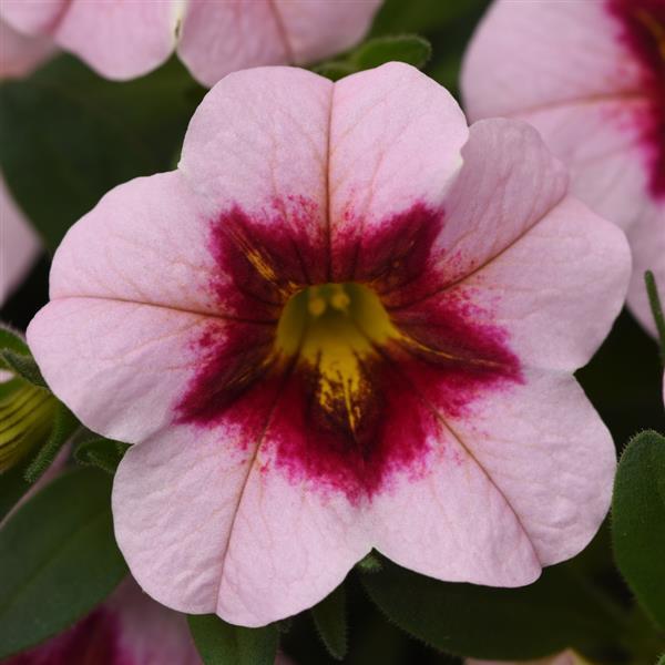 Calibrachoa MiniFamous Uno 'Pink Strike' – Million Bells