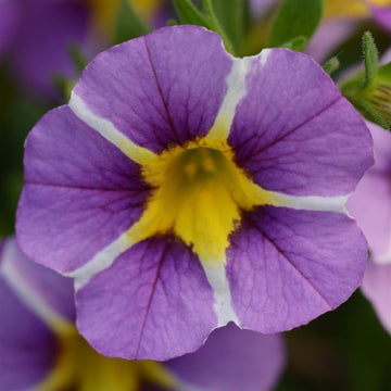 Calibrachoa MiniFamous Uno 'Violet Star' – Million Bells