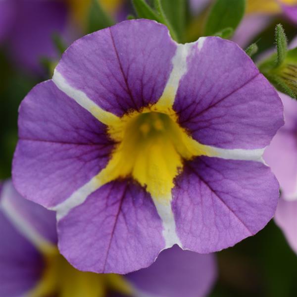 Calibrachoa MiniFamous Uno 'Violet Star' – Million Bells