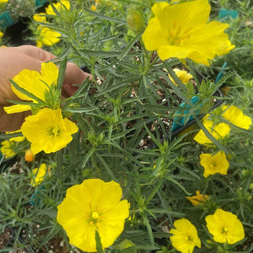 Calylophus drummondianus – Sundrops