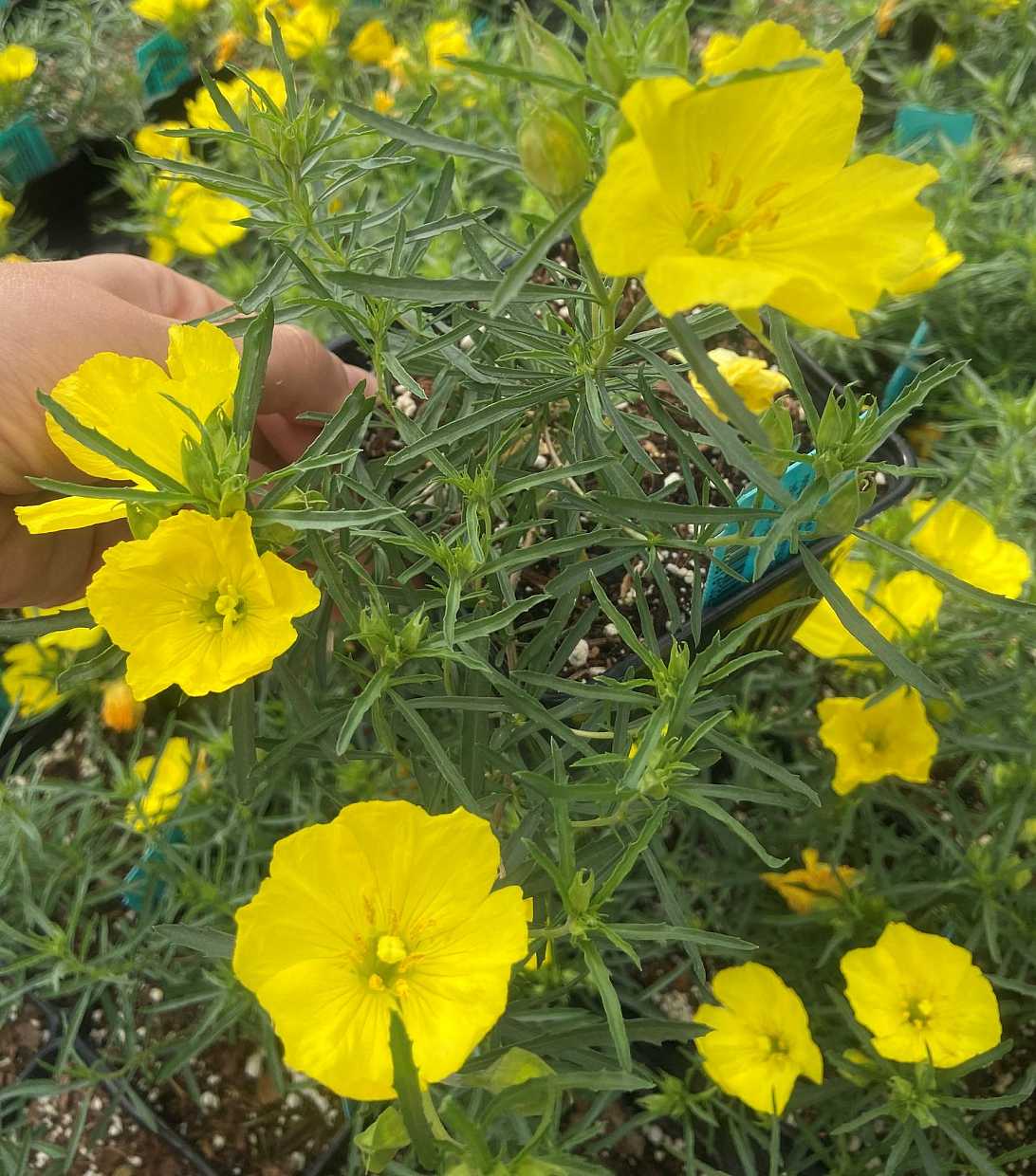 Calylophus drummondianus – Sundrops
