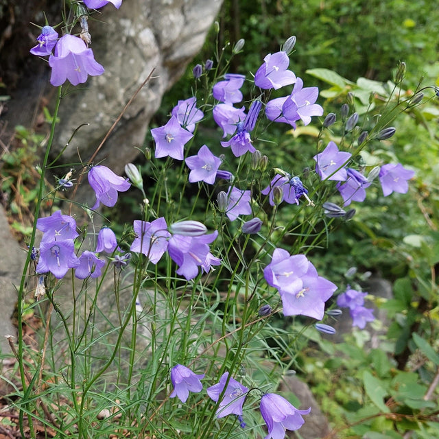 Campanula rotundifolia – Harebell
