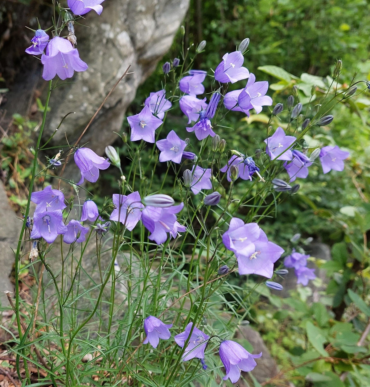 Campanula rotundifolia – Harebell