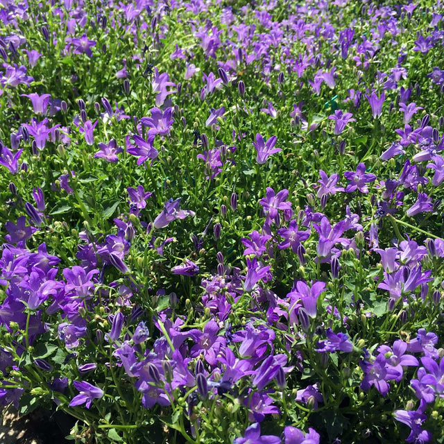 Bellflower 'Birch Hybrid' – live perennial, deer resistant