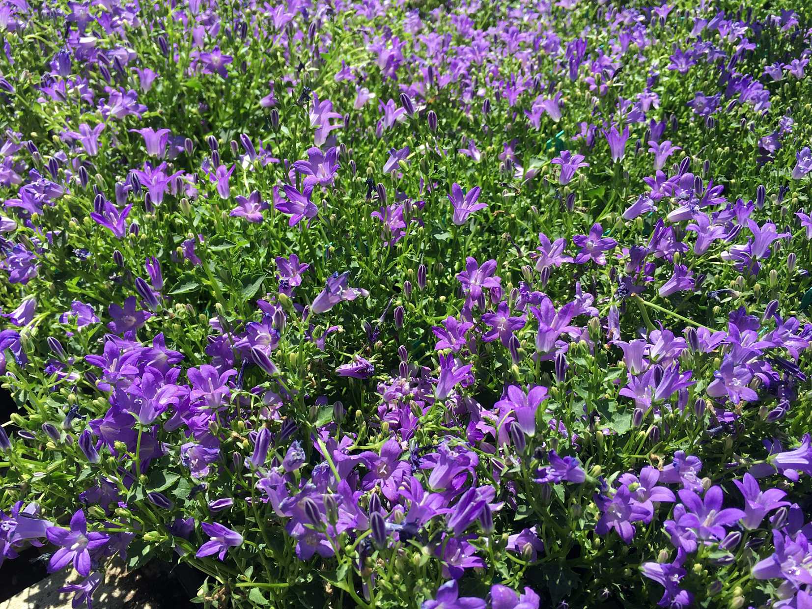 CAMPANULA 'Birch Hybrid'