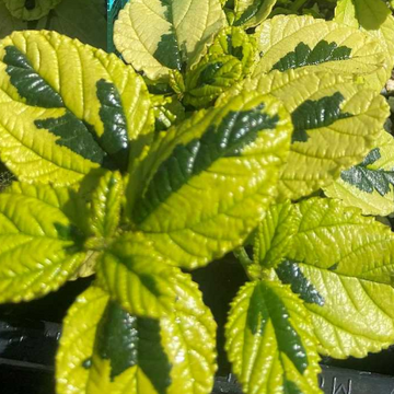 Ceanothus griseus var. horizontalis 'Diamond Heights' – California Lilac