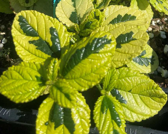 Ceanothus griseus var. horizontalis 'Diamond Heights' – California Lilac