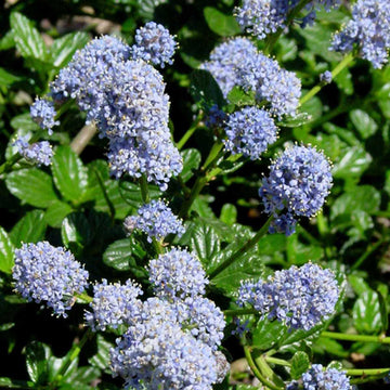 CEANOTHUS griseus var. horizontalis 'Yankee Point' (Carmel Creeper, Californian Lilac)