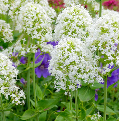 Centranthus ruber 'Albus' – White Jupiter's Beard