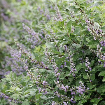 Vitex 'Summertime Blues' – Chaste Tree