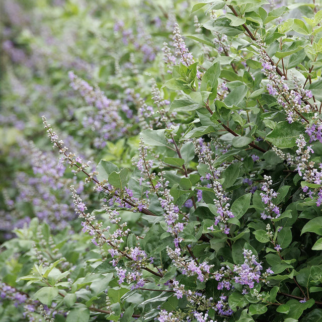 Vitex 'Summertime Blues' – Chaste Tree
