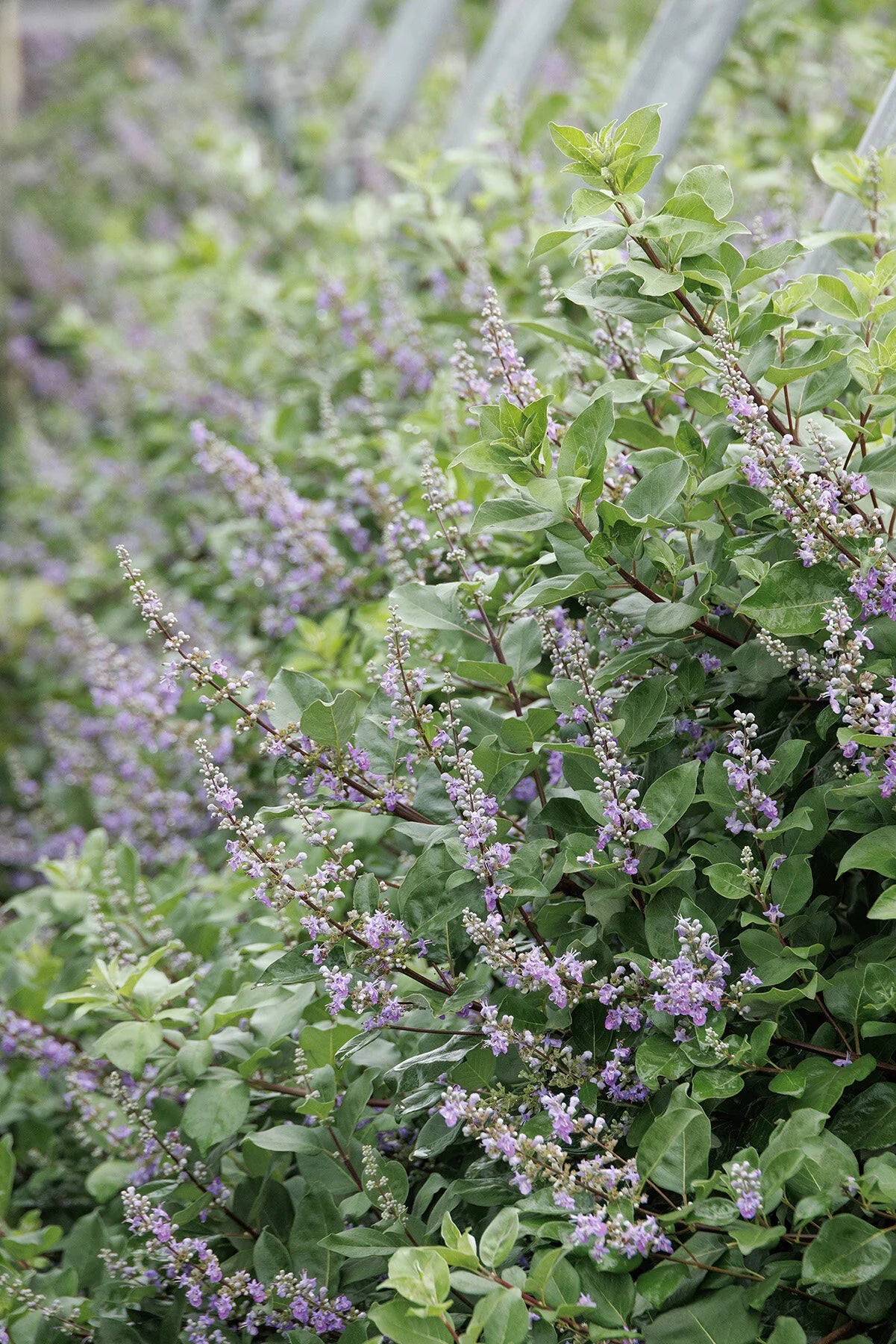 Vitex 'Summertime Blues' – Chaste Tree