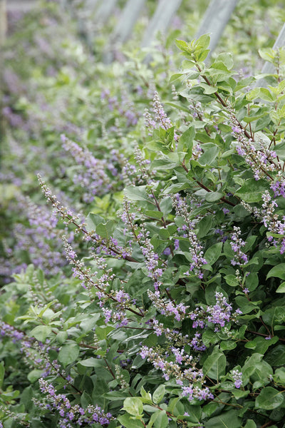 Vitex 'Summertime Blues' – Chaste Tree