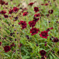 Cosmos atrosanguineus 'Chocamocha' – Chocolate Cosmos