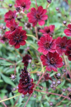 Cosmos atrosanguineus 'Chocamocha' – Chocolate Cosmos