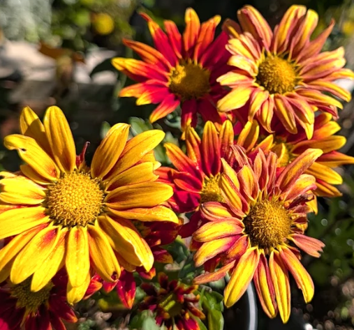 Chrysanthemum 'Rainbow Circus' – Bicolor Mum