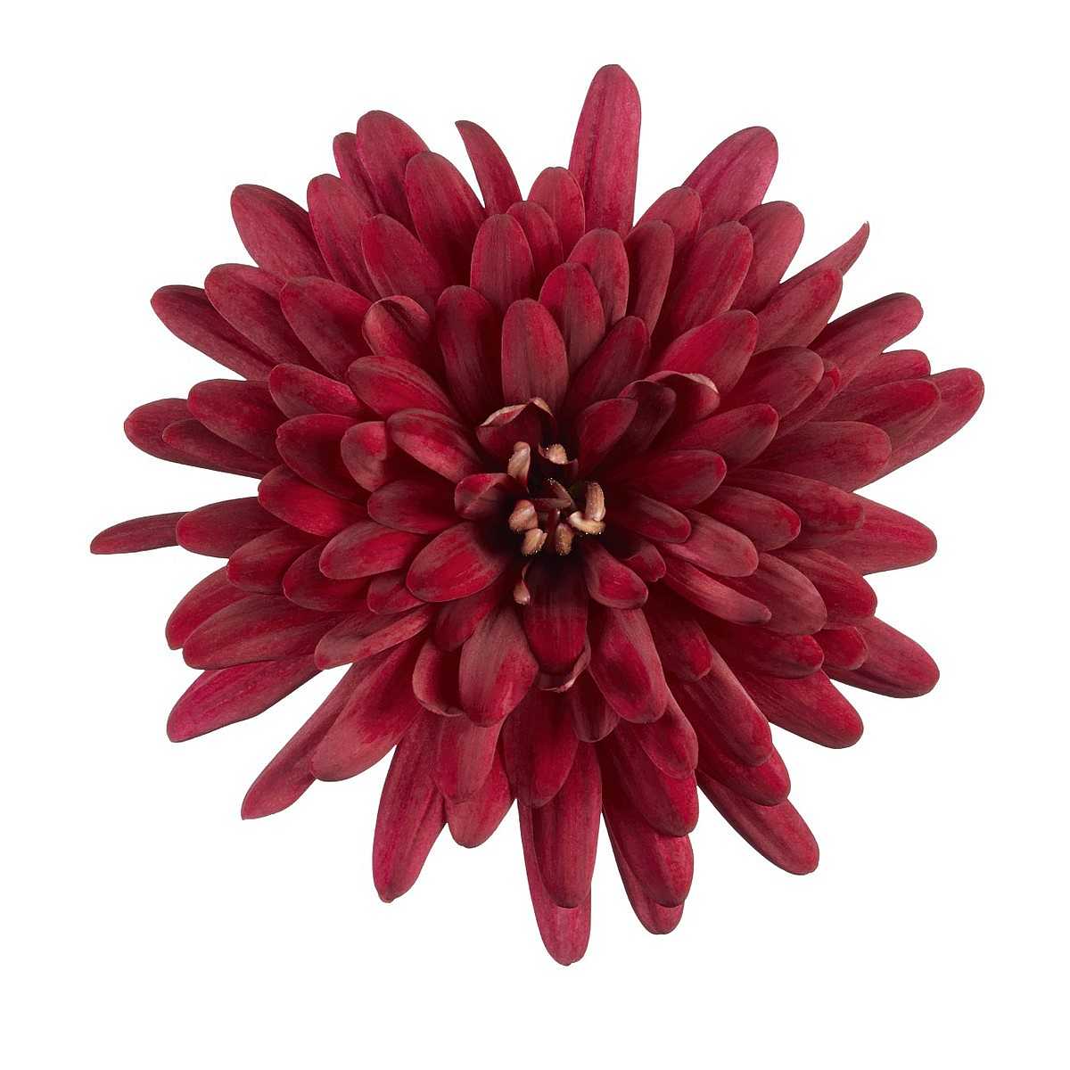 CHRYSANTHEMUM 'Chrystal Jasper' – live perennial