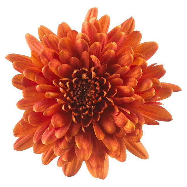 CHRYSANTHEMUM 'Chrystal Orange' – live perennial