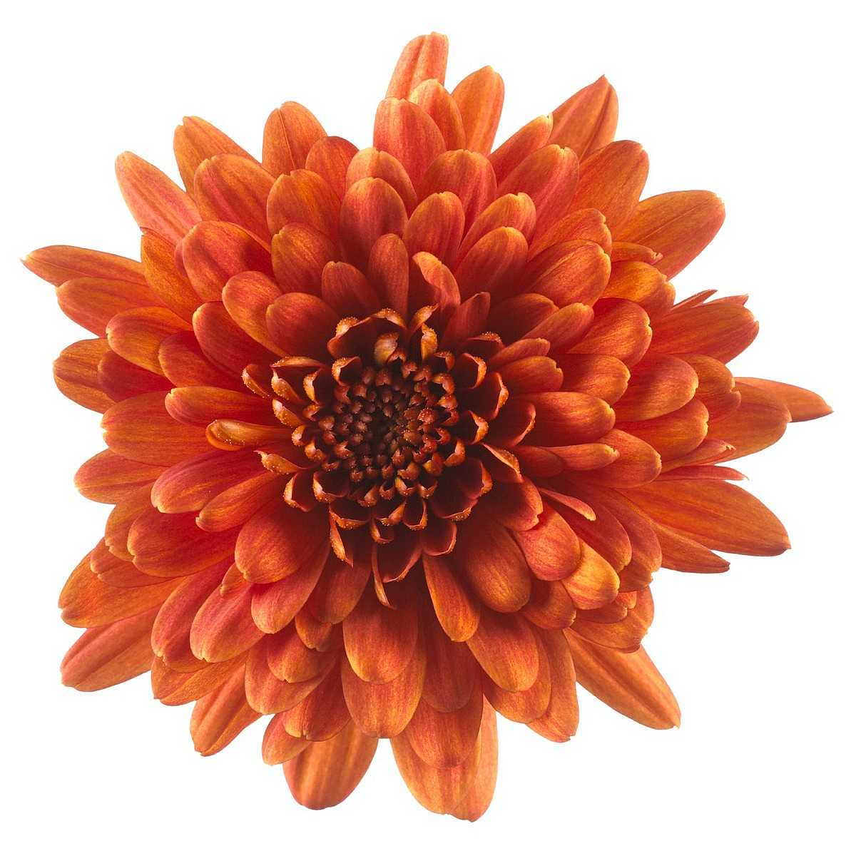 CHRYSANTHEMUM 'Chrystal Orange' – live perennial