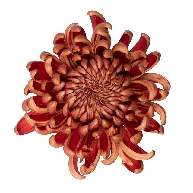 CHRYSANTHEMUM 'Cosmo Bronze' – live perennial