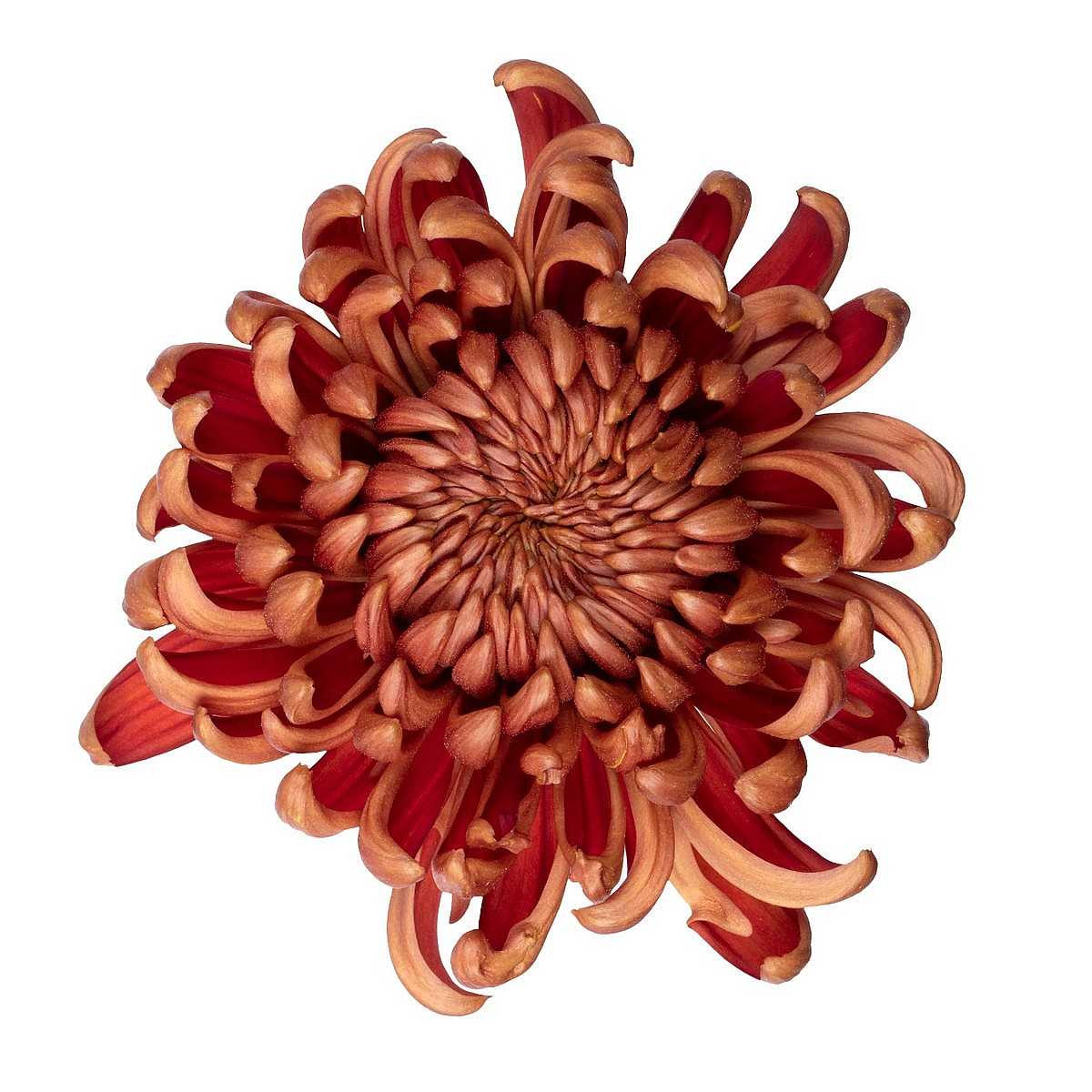 CHRYSANTHEMUM 'Cosmo Bronze' – live perennial