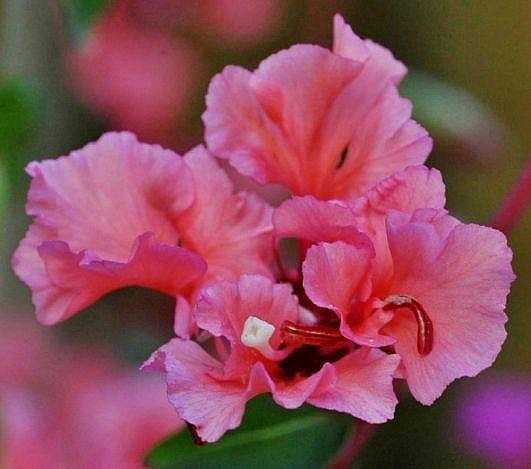 Clarkia unguiculata – Mountain Garland