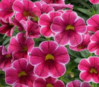 Calibrachoa Colibri 'Cherry Lace' – Million Bells