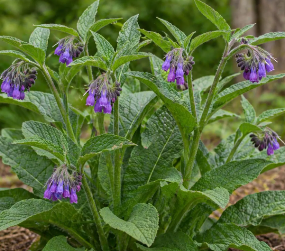 Symphytum officinale – Comfrey