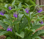 Symphytum officinale – Comfrey