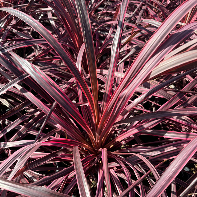 Cordyline australis 'Salsa' (Dancing Series) – Torbay Palm