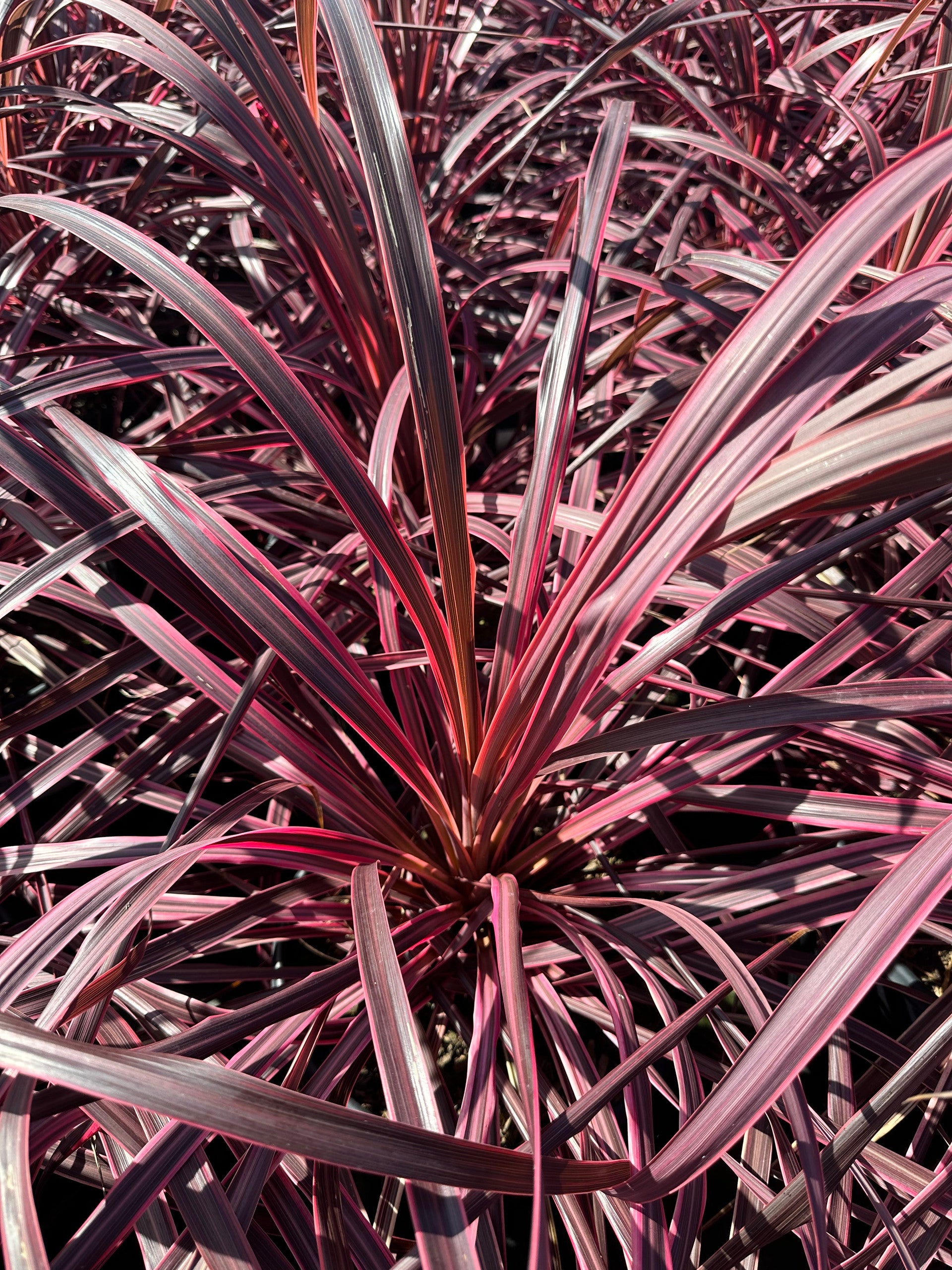 Cordyline australis 'Salsa' (Dancing Series) – Torbay Palm