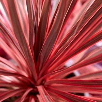 CORDYLINE 'Charlie Boy'