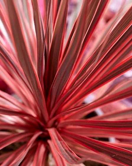 CORDYLINE 'Charlie Boy'