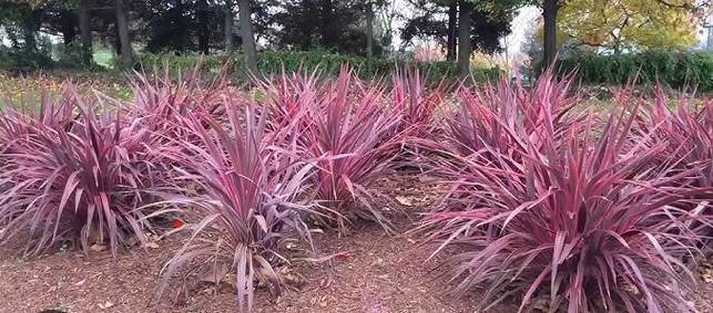 Cordyline banksii 'Electric Pink' – Torbay Palm