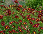 Coreopsis Big Bang 'Mercury Rising' – Tickseed