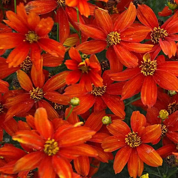 Coreopsis verticillata 'Crazy Cayenne' – Tickseed