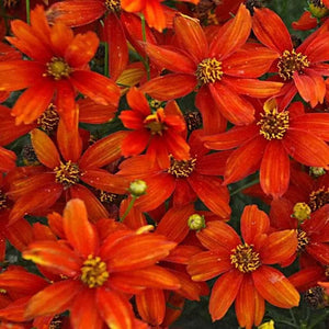 Coreopsis verticillata 'Crazy Cayenne' – Tickseed