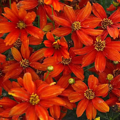 Coreopsis verticillata 'Crazy Cayenne' – Tickseed