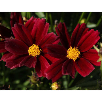 COREOPSIS Little Bang 'Red Elf' (syn. C. L'il Bang 'Red Elf')