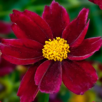 Coreopsis Big Bang 'Mercury Rising' – Tickseed