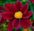 Coreopsis Big Bang 'Mercury Rising' – Tickseed
