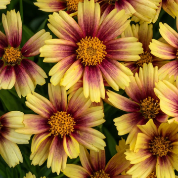 Coreopsis grandiflora Solanna 'Sunset Burst' – Tickseed