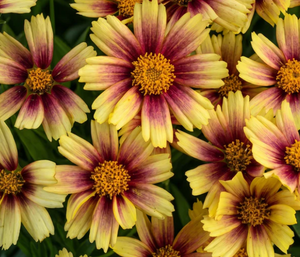 Coreopsis grandiflora Solanna 'Sunset Burst' – Tickseed