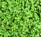 Mentha requienii – Corsican Mint