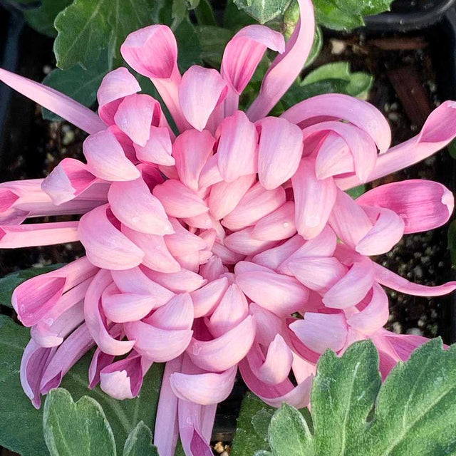 CHRYSANTHEMUM 'Cosmo Purple' – live perennial