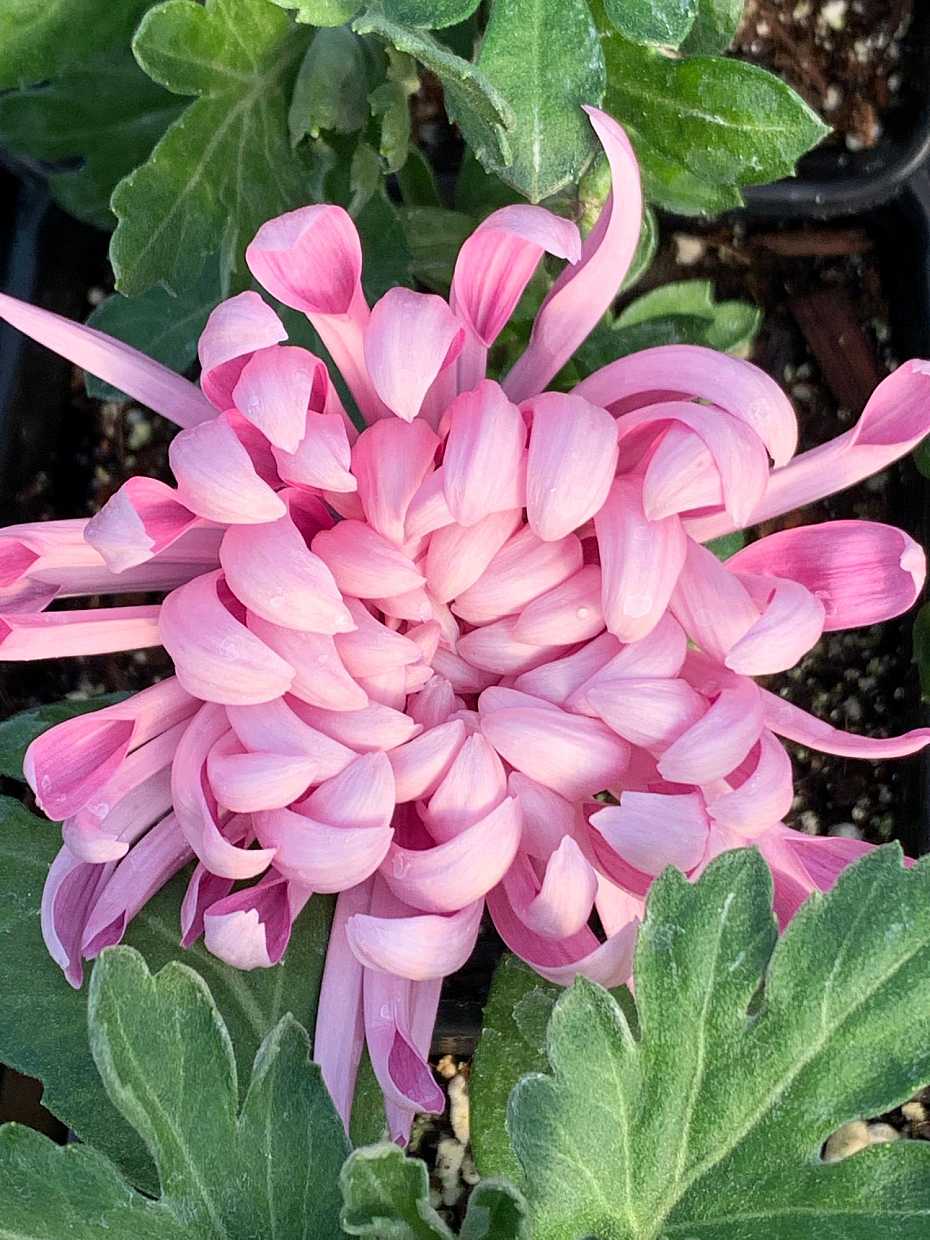 CHRYSANTHEMUM 'Cosmo Purple' – live perennial