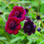Cosmos atrosanguineus 'Chocamocha' – Chocolate Cosmos